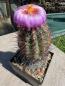 Preview: Thelocactus bicolor